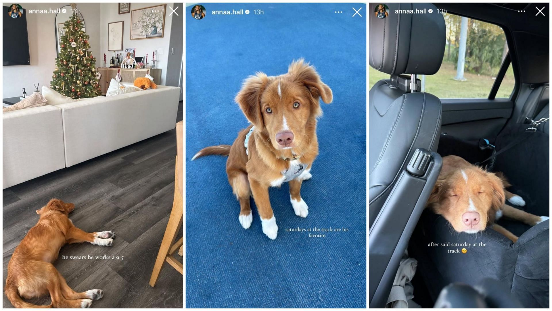 Anna Hall pet dog stories; Instagram - @annaa.hall